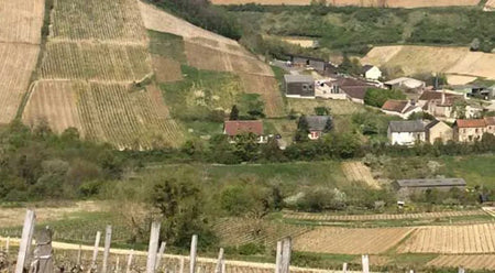 Tribulations d'un sommelier dans le Sancerrois : le sauvignon au sommet