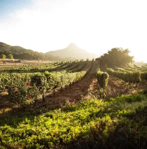 Les 5 plus beaux vignobles du monde