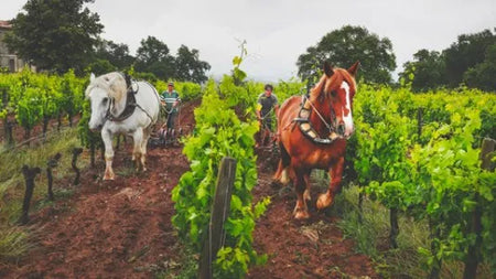Zoom sur le Château Le Puy !