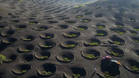 Les vignobles insolites
