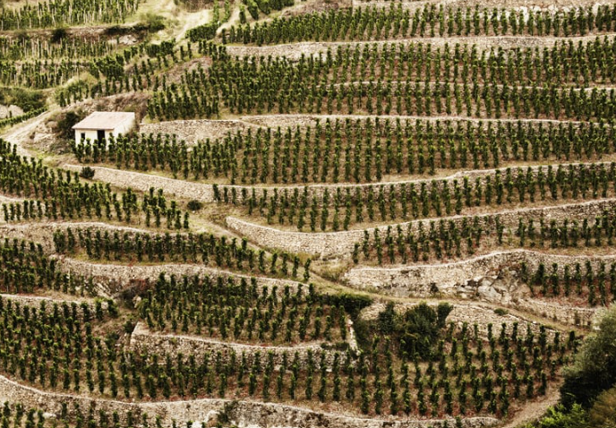 Côte-Rôtie : pourquoi ces vins sont-ils si bons… Et chers ?