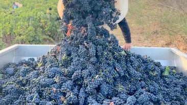 2022, un millésime qui renoue avec des volumes importants. Les vignerons se frottent les mains (surtout en bourgogne) !