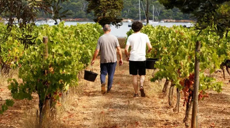 2022 : Des vendanges menacées
