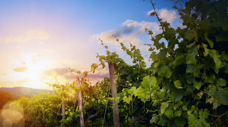 Cours d’œnologie exclusif : les Clos insolites en Côte-de-Nuits