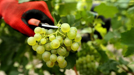 Météo des vendanges 2024 – épisode 1