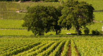 Domaine Jean Trapet Père & Fils