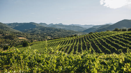 Le domaine Comte Abbatucci : une histoire d’excellence viticole en Corse
