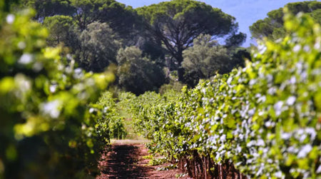 Coup de cœur : Bandol 2017 de Château Pradeaux