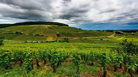 Sortie dans le vignoble : la Bourgogne !