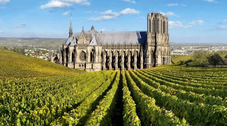 Sortie dans le vignoble : la Champagne !