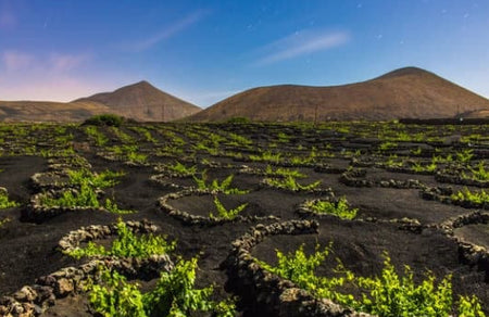 Voyage au cœur de l’extraordinaire : les vignes héroïques de Lanzarote