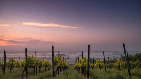 L’impact du changement climatique sur l’industrie du vin