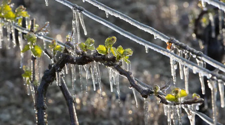 Gel sur les vignes : Quels impacts ? Quelles solutions ?