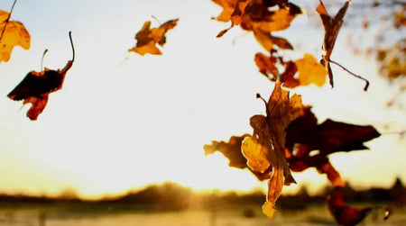 Les recettes d’automne et leurs accords