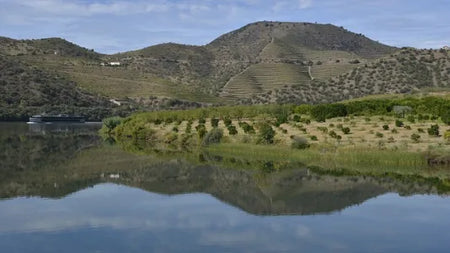 Porto de Niepoort – Vallée du Douro