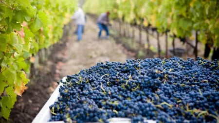 Viticulture : le calendrier de la vigne et des vignerons
