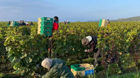 Vendanges 2021 : top départ !